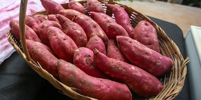 São Paulo investe em batata-doce para impulsionar produção de biocombustíveis