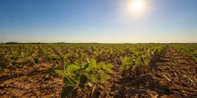 Soja em Querência mantém área plantada sob incerteza climática do El Niño