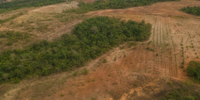 Iniciativa ambiciosa busca restaurar 600 mil hectares de vegetação nativa no Brasil
