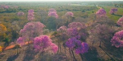 Ipês colorem o Pantanal em meio à seca extrema com umidade de deserto