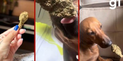Jovem é detida após filmar oferta de maconha a cão em Sorriso