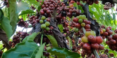Juína sedia concurso inédito para premiar a excelência do café de Mato Grosso