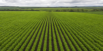 Lavouras de inverno apresentam vigor acima da média histórica em monitoramento da Conab