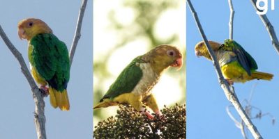Marianinha-de-cabeça-amarela é avistada em área de preservação no Mato Grosso