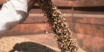 Mercado de café registra alta em julho mesmo com avanço da colheita