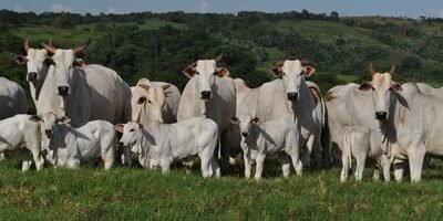 Mercado do boi gordo mantém cotações firmes diante da escassez de oferta