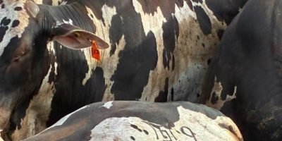 Nelore pintado atinge 19 arrobas em confinamento de Mato Grosso