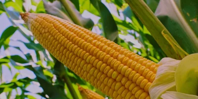 Novos híbridos de milho elevam o potencial produtivo e a rentabilidade no Cerrado