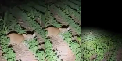 Onça-parda é flagrada por família em lavoura de soja no Mato Grosso