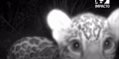Onça-pintada filhote é flagrada por câmeras de monitoramento no Pantanal