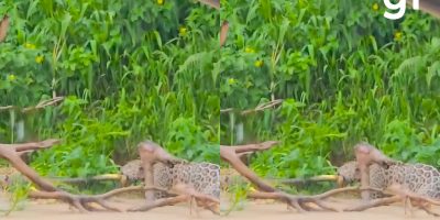 Onças-pintadas protagonizam disputa rara por presa no Pantanal mato-grossense