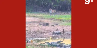 Onças-pintadas são flagradas em encontro inusitado com jacarés no Pantanal