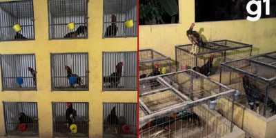 Operação fecha rinha de galos com transmissão ao vivo em Várzea Grande