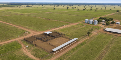 Pecuária de Mato Grosso atinge recorde de abate de animais jovens