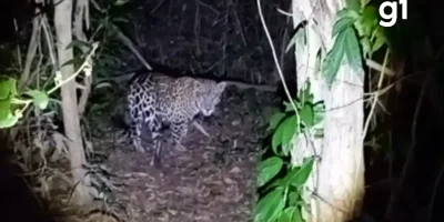 Pescador enfrenta onça-pintada às margens do Rio Teles Pires em Mato Grosso