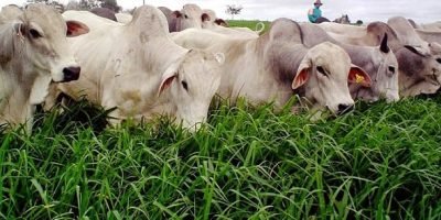 Produtividade pecuária depende da escolha estratégica de sementes para pastagens