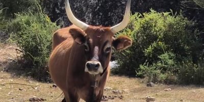 Raça Cachena ressurge na Espanha como aliada estratégica contra incêndios florestais