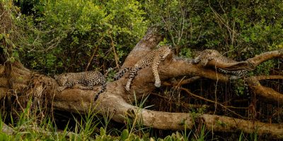 Registro raro captura onça-pintada e filhotes em momento de descanso no Pantanal