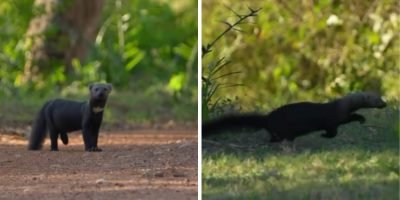 Registro raro de irara surpreende fotógrafo em expedição no Pantanal