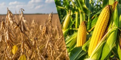 Safra 2026/27 projeta recorde para milho e crescimento na produção de soja no Brasil