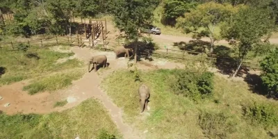 Santuário em MT recebe elefante Sandro sob investigação pela morte de outros animais