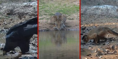 Seca no Pantanal força concentração de animais em pontos de água