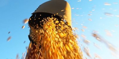 Soja brasileira enfrenta retração de produtores e desaceleração nas vendas