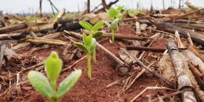 Soja em Mato Grosso avança com 33,28% da área plantada e ritmo acelerado de vendas