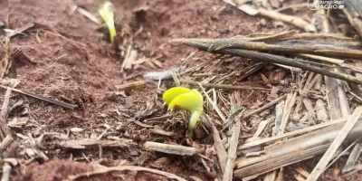 Soja em Mato Grosso avança em ritmo desigual entre regiões na safra 2026/27