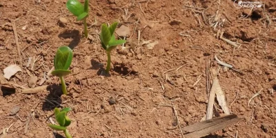 Soja em Mato Grosso: produtores equilibram custos e clima no início do plantio