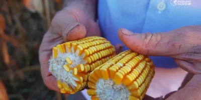 Soja lidera ritmo de vendas em Mato Grosso enquanto milho e algodão operam com cautela