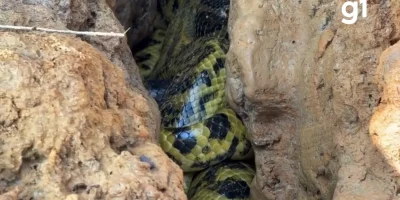 Sucuris-amarelas são flagradas entrelaçadas em rochas no Pantanal mato-grossense