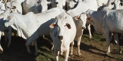 Suspensão da União Europeia ameaça valorização da carne bovina de Mato Grosso