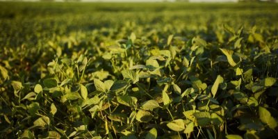 Tarifas dos EUA impõem reajuste financeiro imediato ao agronegócio brasileiro