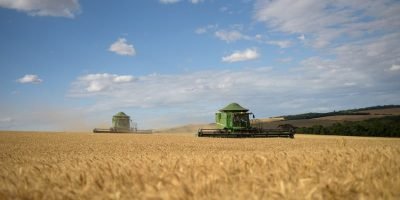 Trigo registra alta no mercado internacional sob influência de conflitos globais